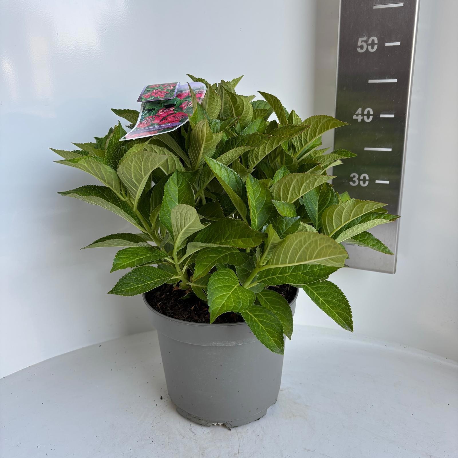Hydrangea Macr. Rood (scherm)