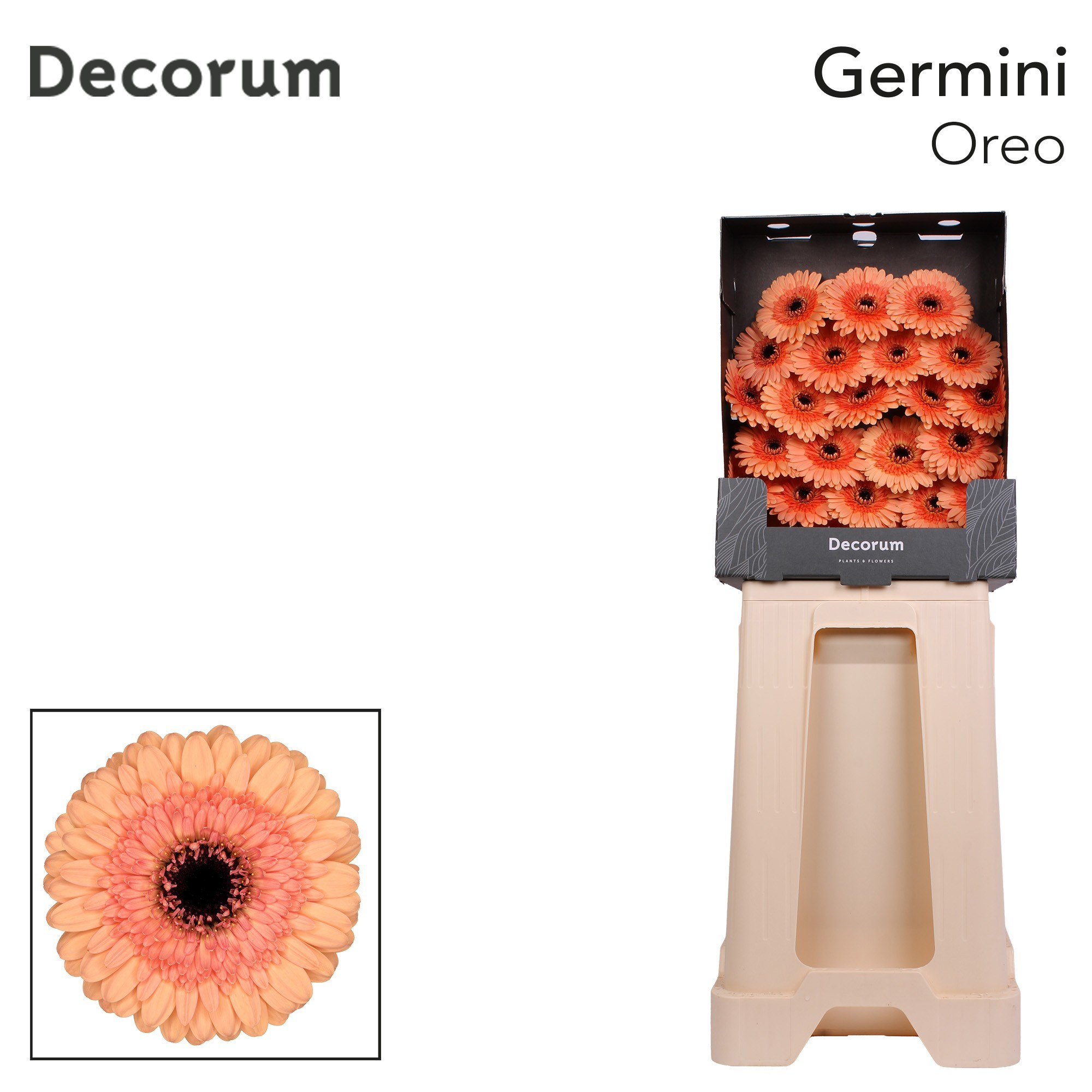 Ge Mi Oreo