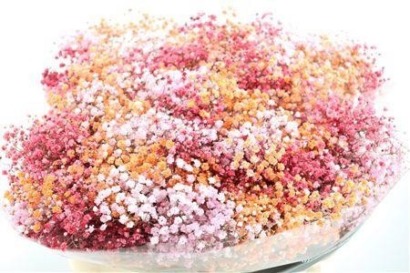 Gypsophila Painted 80cm 40gram
