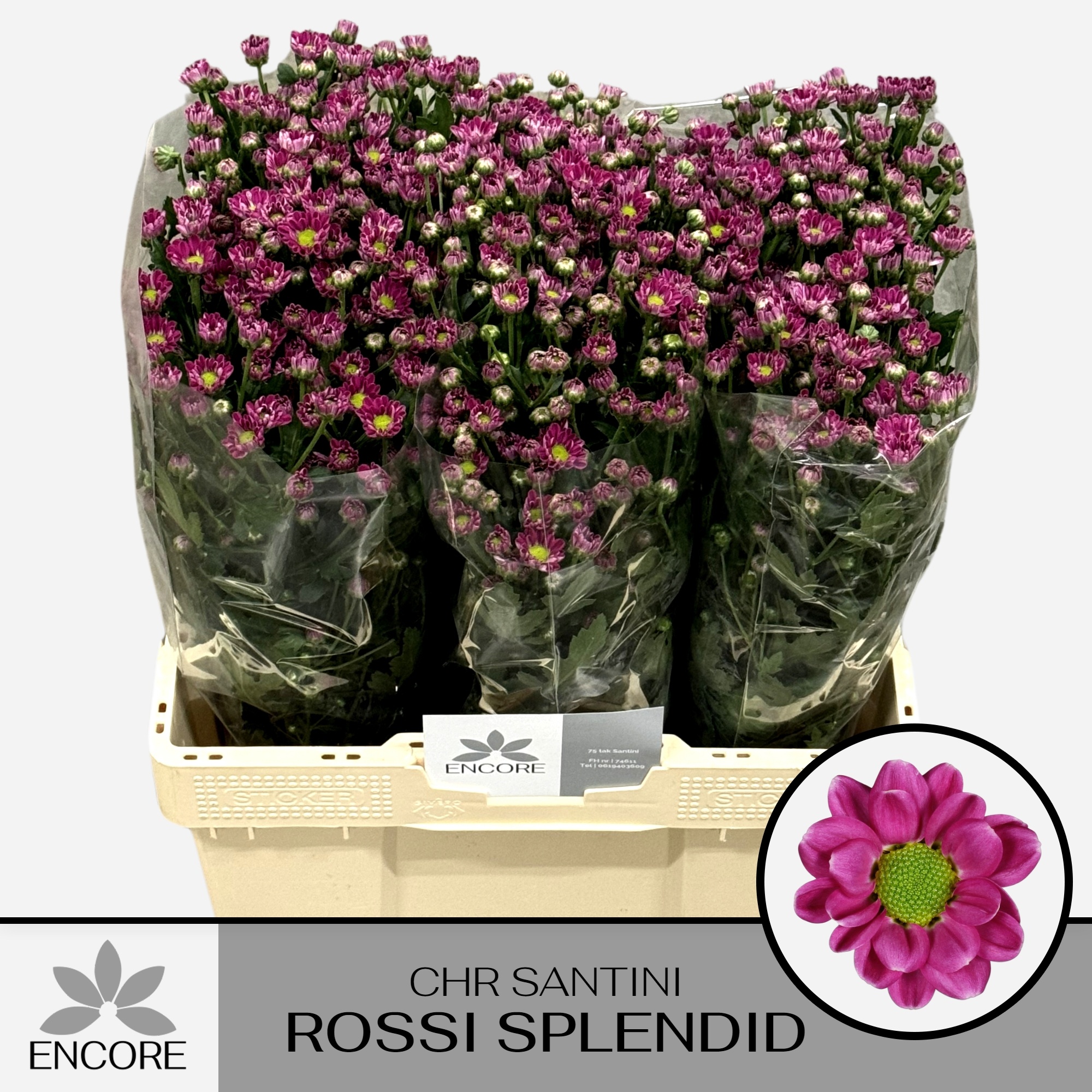 Chrys Santini Rossi Splendid 55cm 800Ø