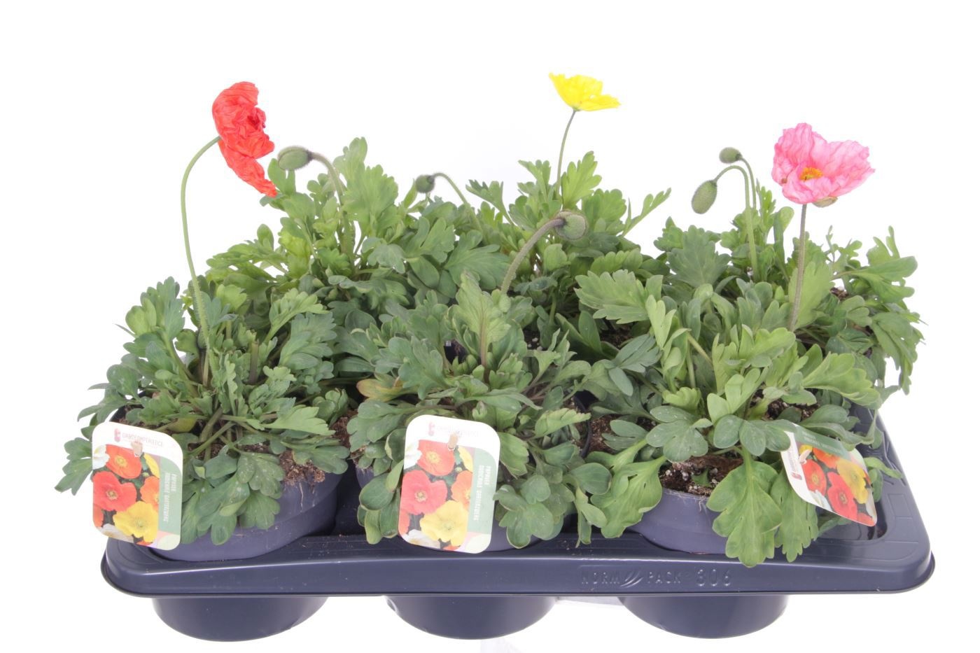 Papaver nudicaule 'Gartenzwerg'