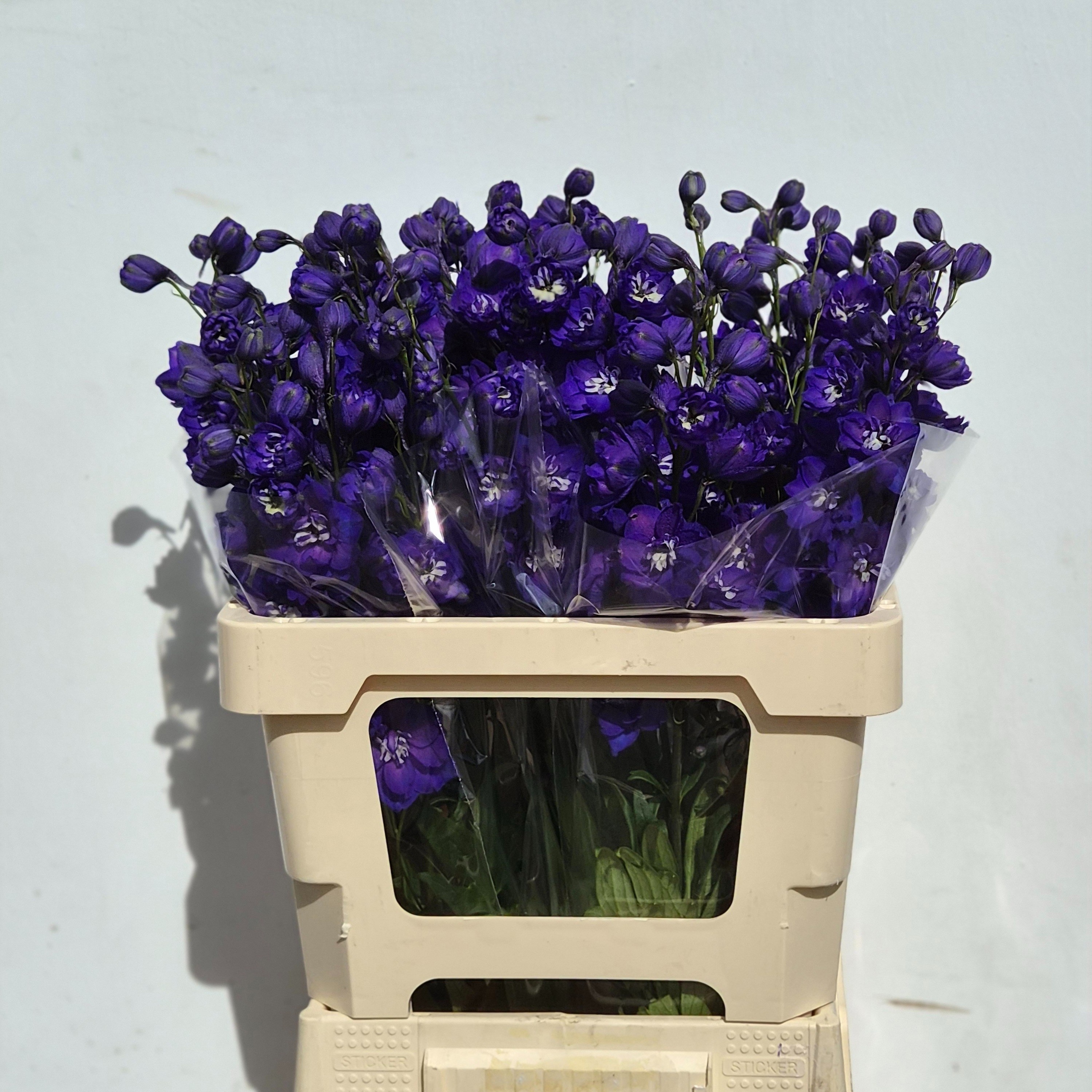 Delphinium El Delphis Emerald 60cm