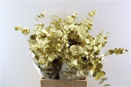 Euc Cin Klb P Bos H% 70L.cm 200gram