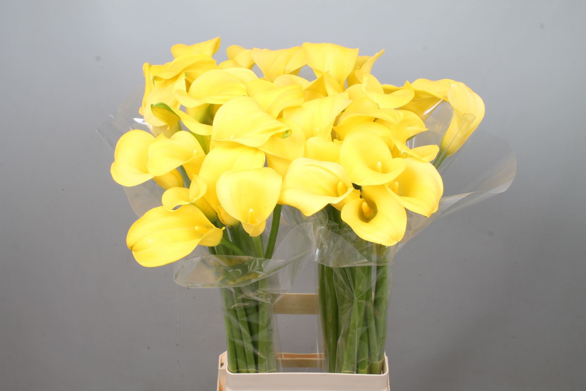 Calla Goldcup 80cm