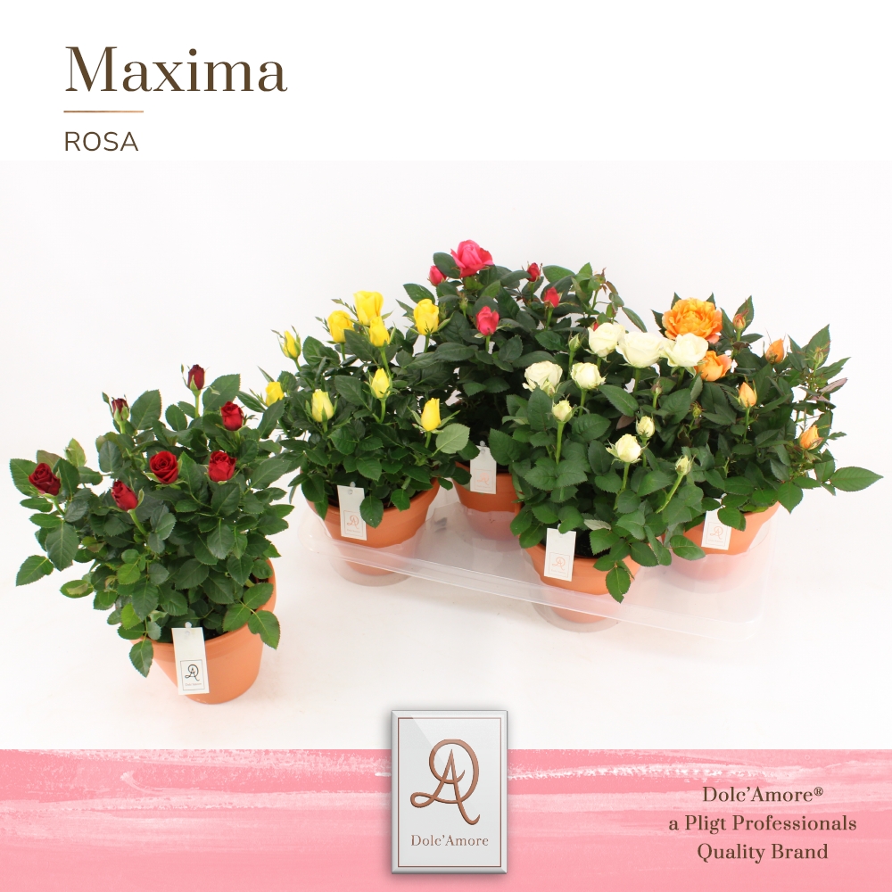 Picture of Rosa varieties DolcAmore in Terracotta ceramic P14 32cm