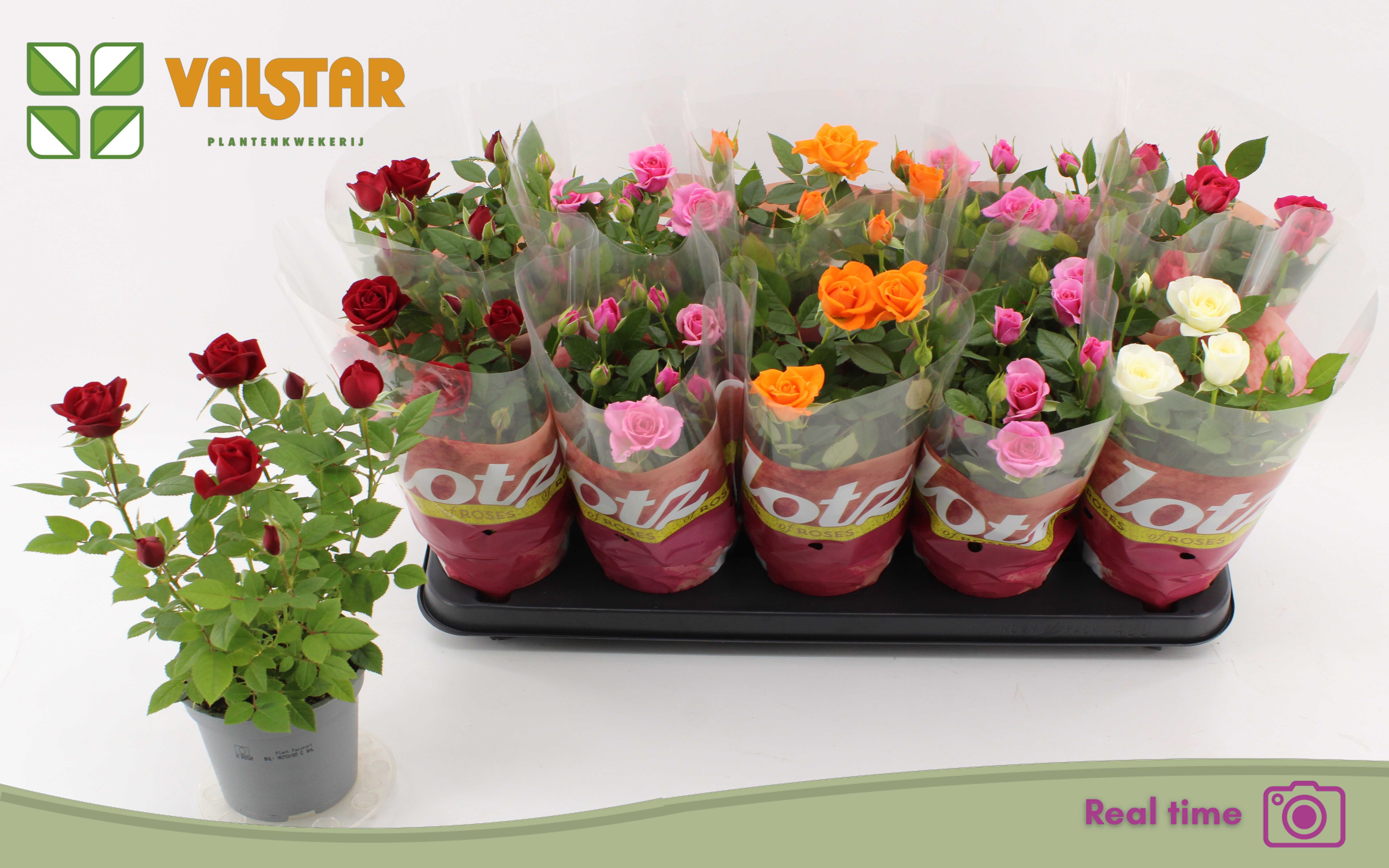 Rosa Lotz Of Mix 5 Clr Pk 12Ø 30cm