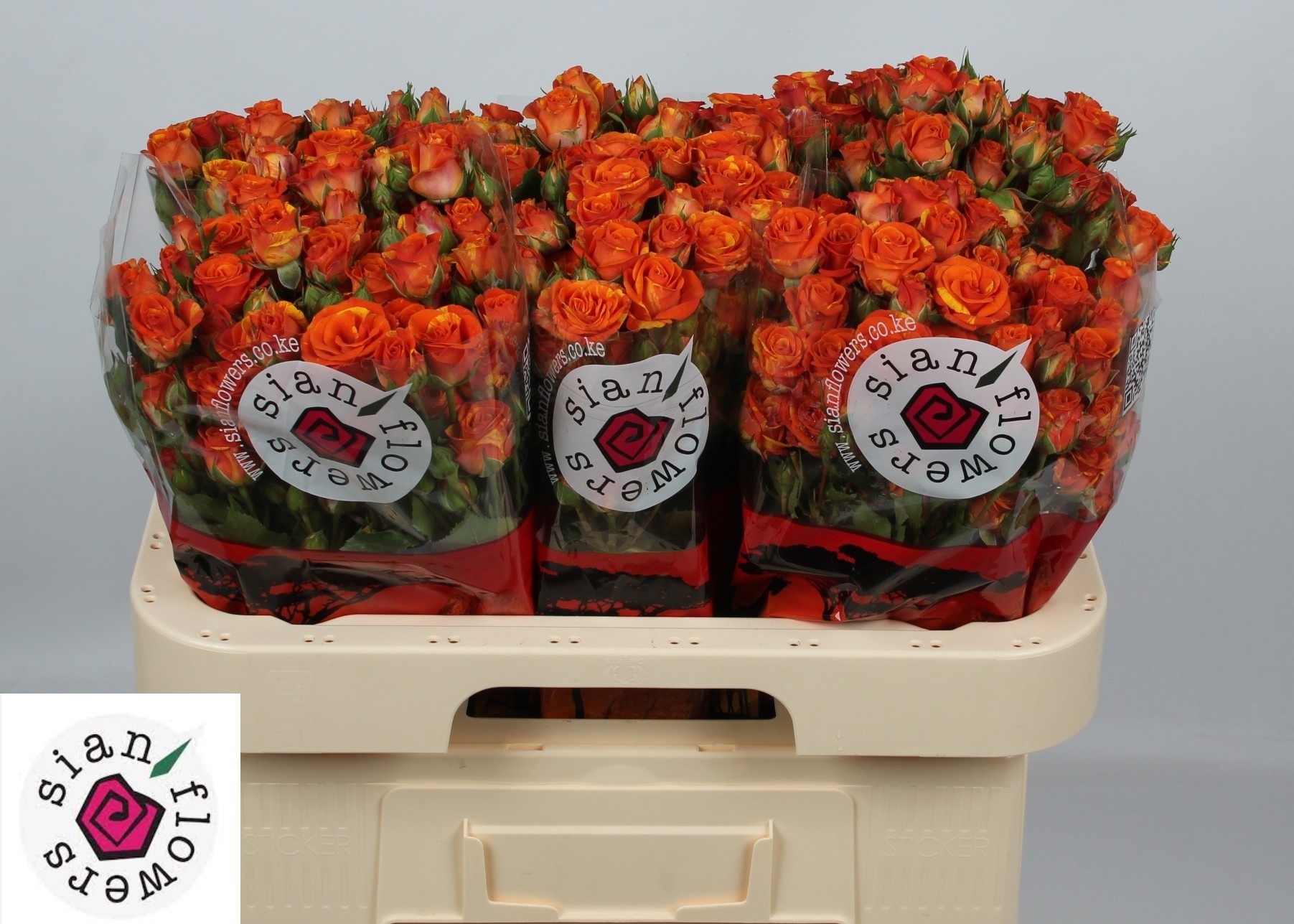 Rosa Spr Smashing 60cm