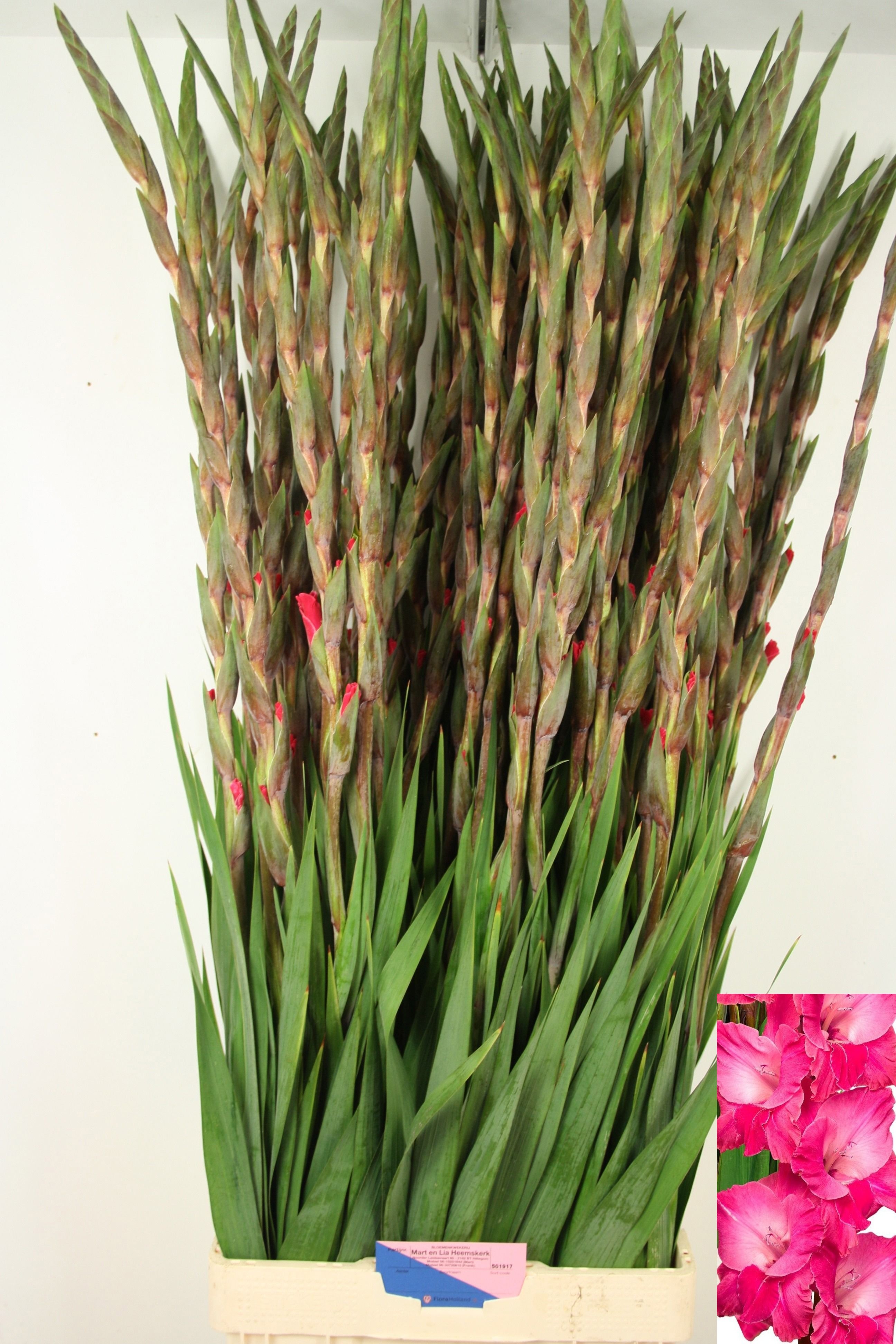 Gladiolus Fairyta Pink 130cm 180gram