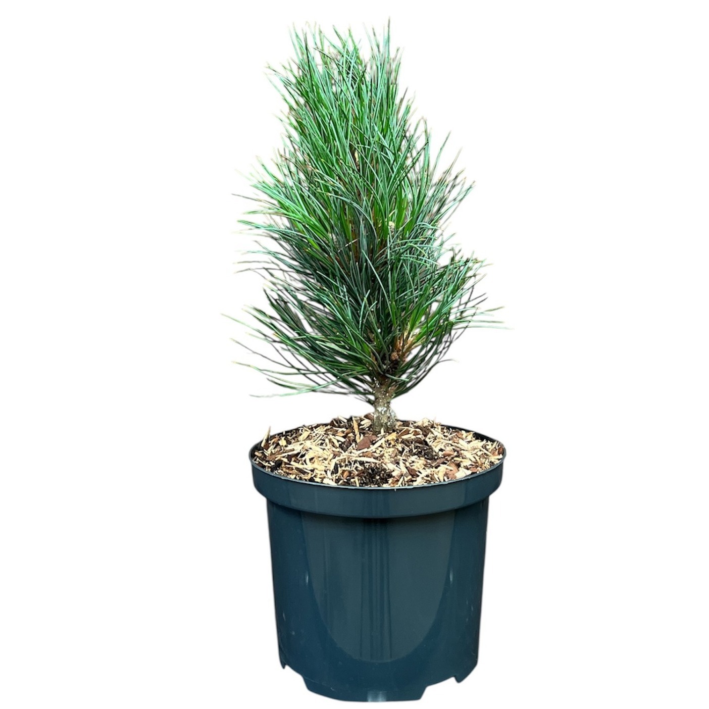 Pinus cembra 'Glauca'