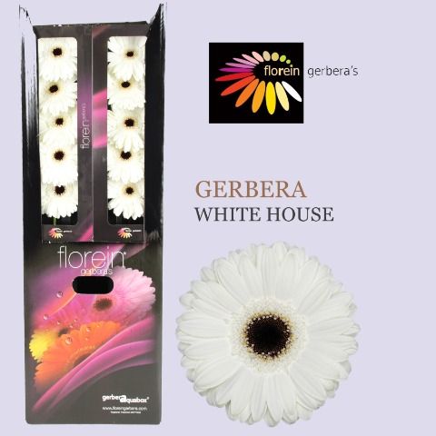 Ge Gr White House