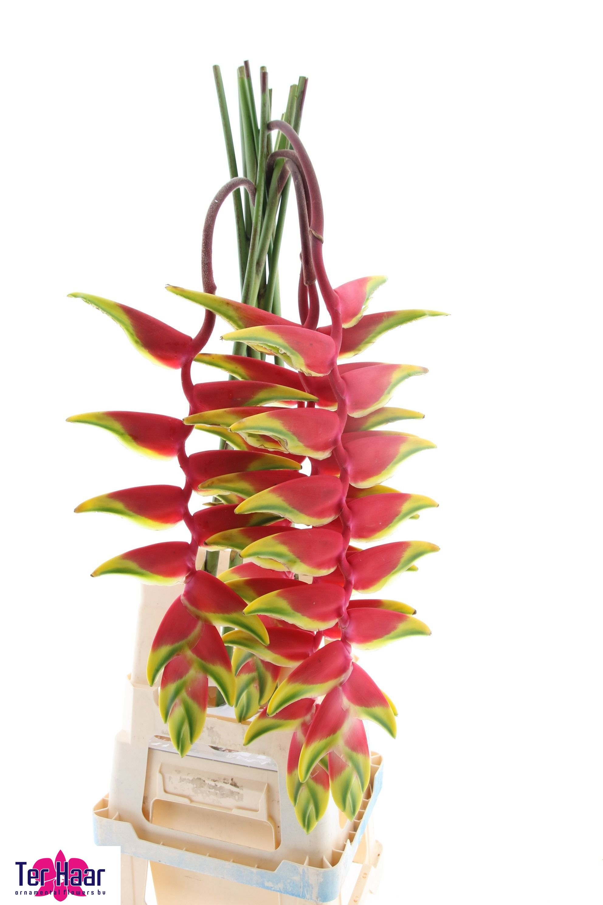 Heliconia Rostrata 90cm