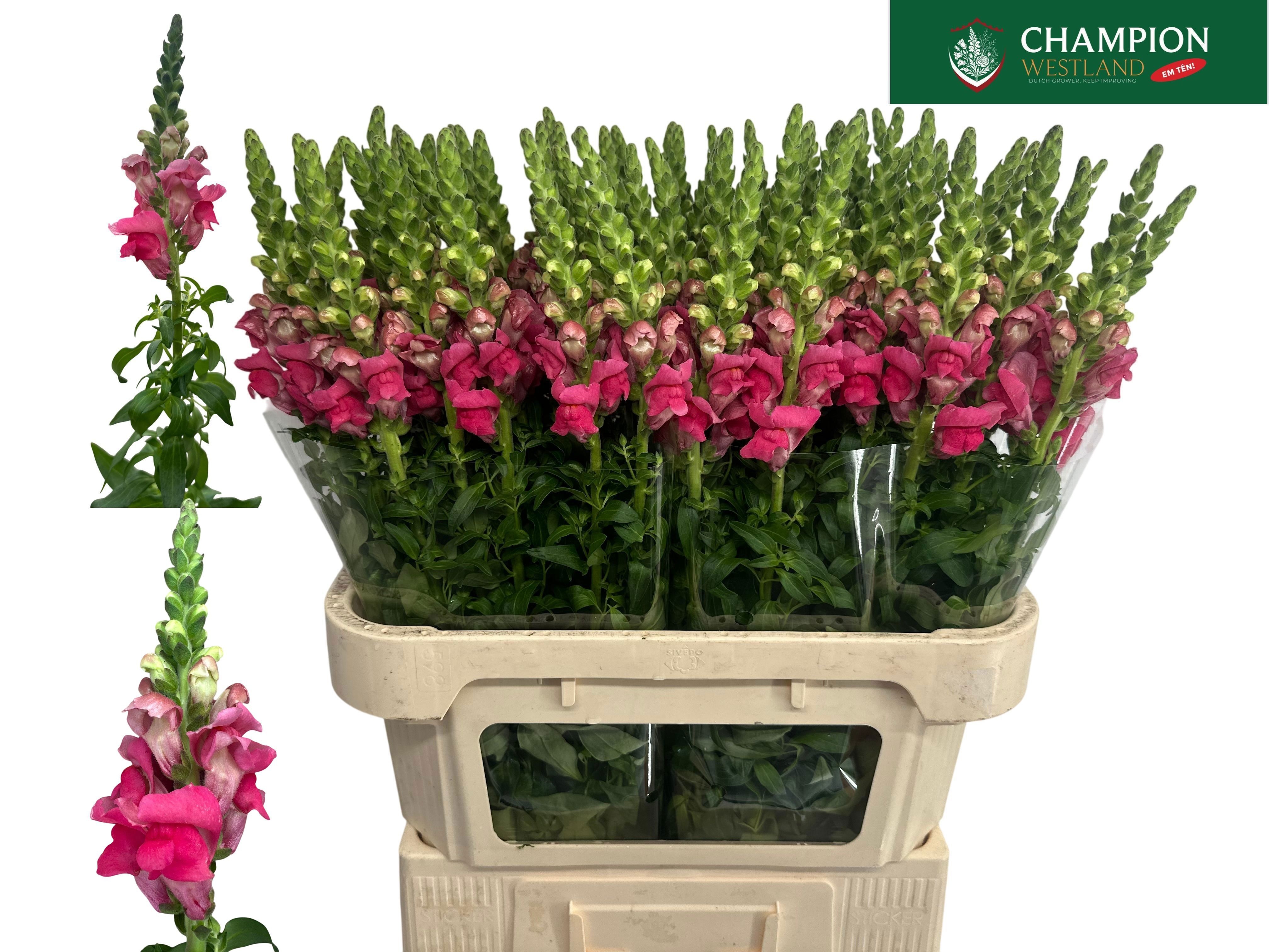 Antir Poto Cher Rose