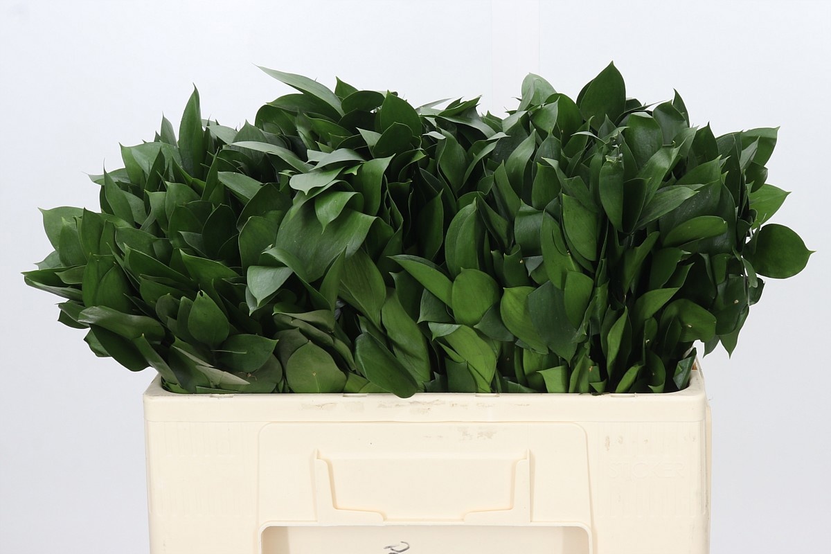 Ruscus Hypophyllum