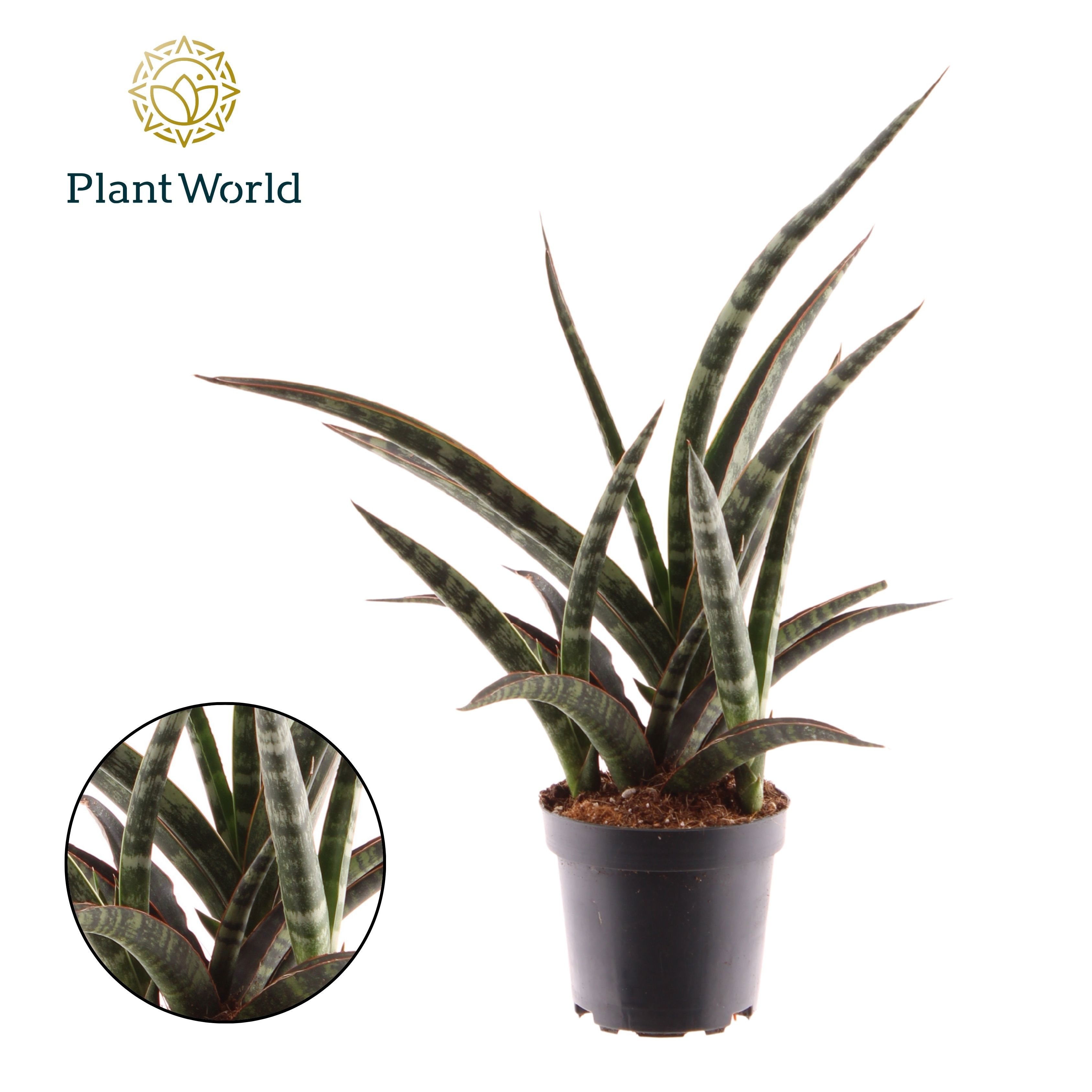 Sansevieria trifasciata Megan | Hamiplant