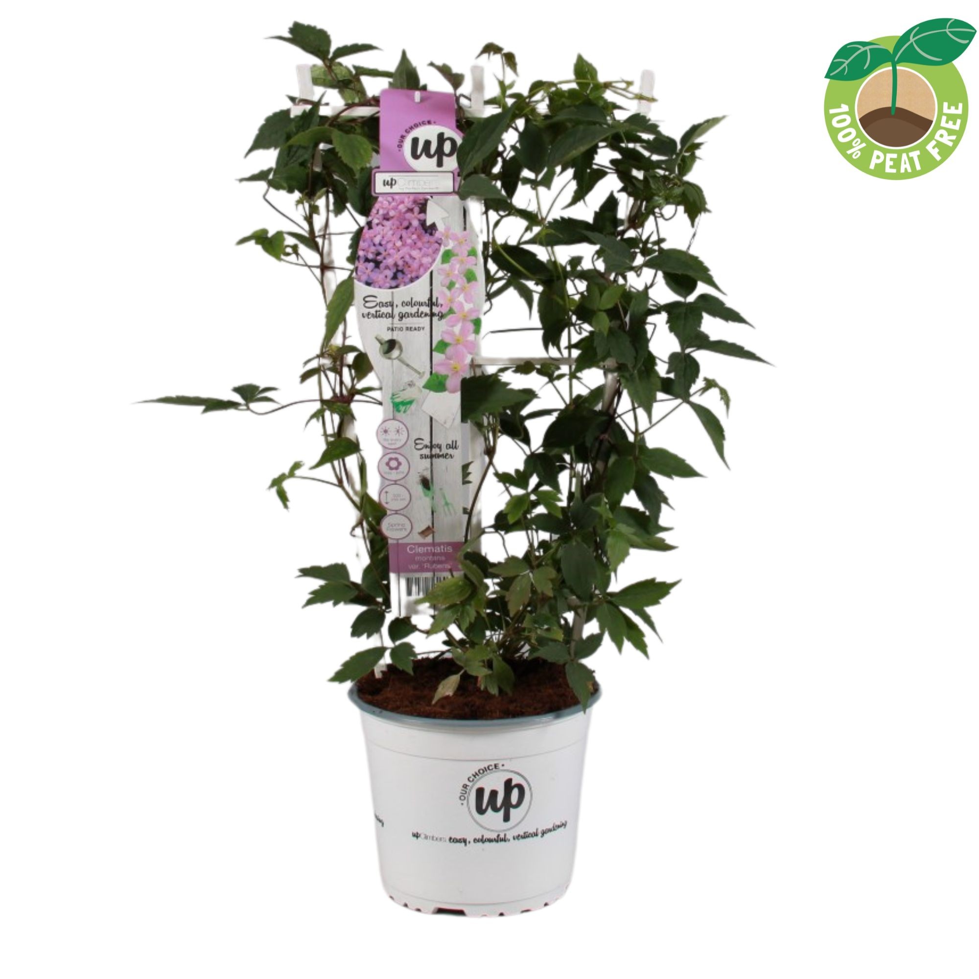 Picture of Clematis montana Rubens P19 (3 Ltr) TRELLIS