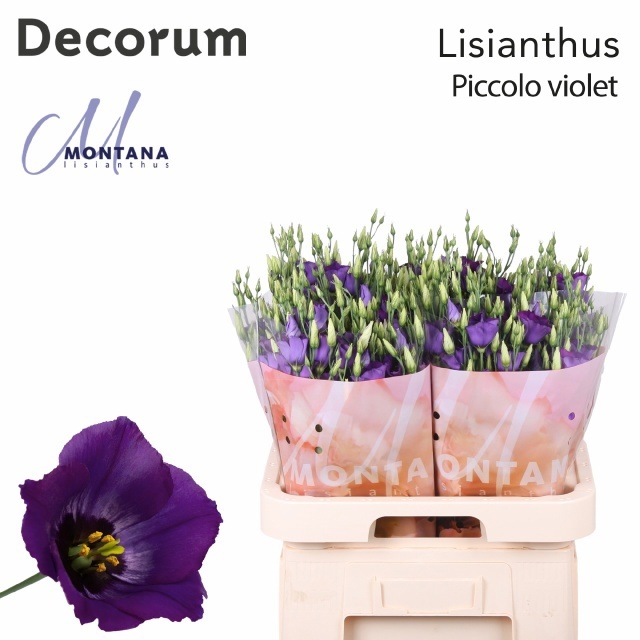 Lisianthus Single Piccolo Violet 70cm