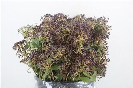 Viburnum Met Bes Bos