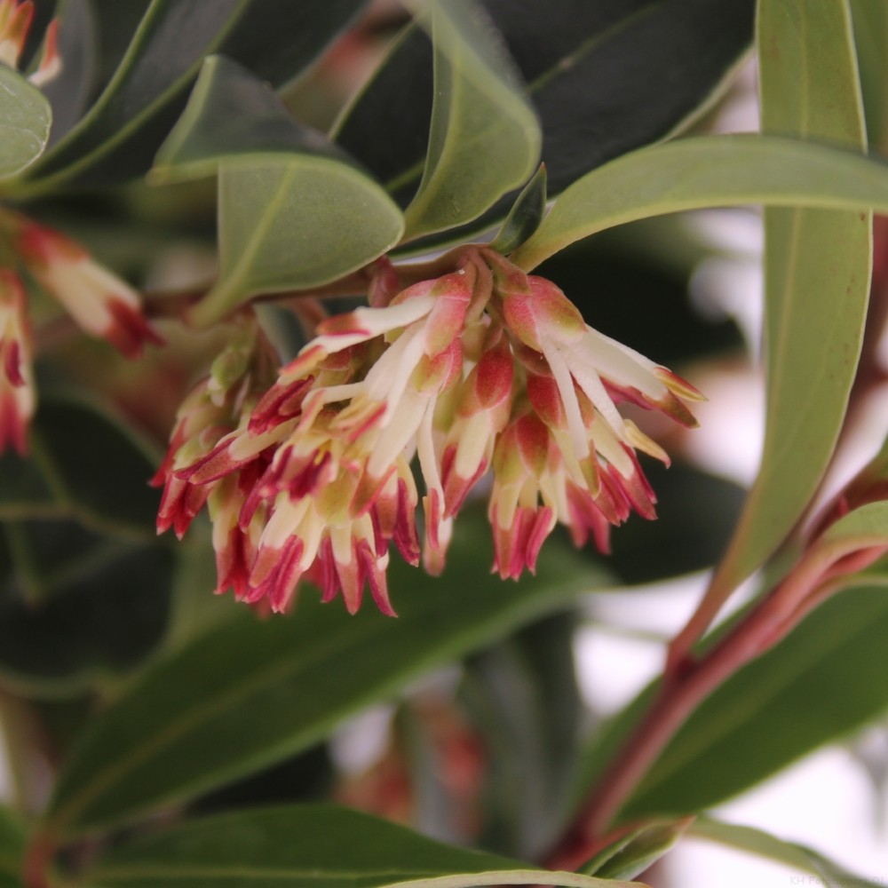 Picture of Sarcococca Winter Gem