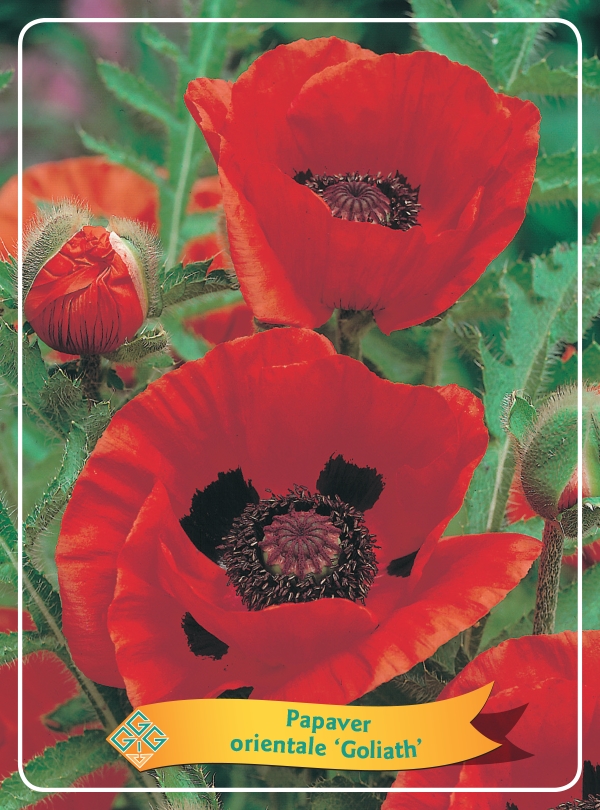 Picture of Papaver mix 6x10 srt. per shelve P11