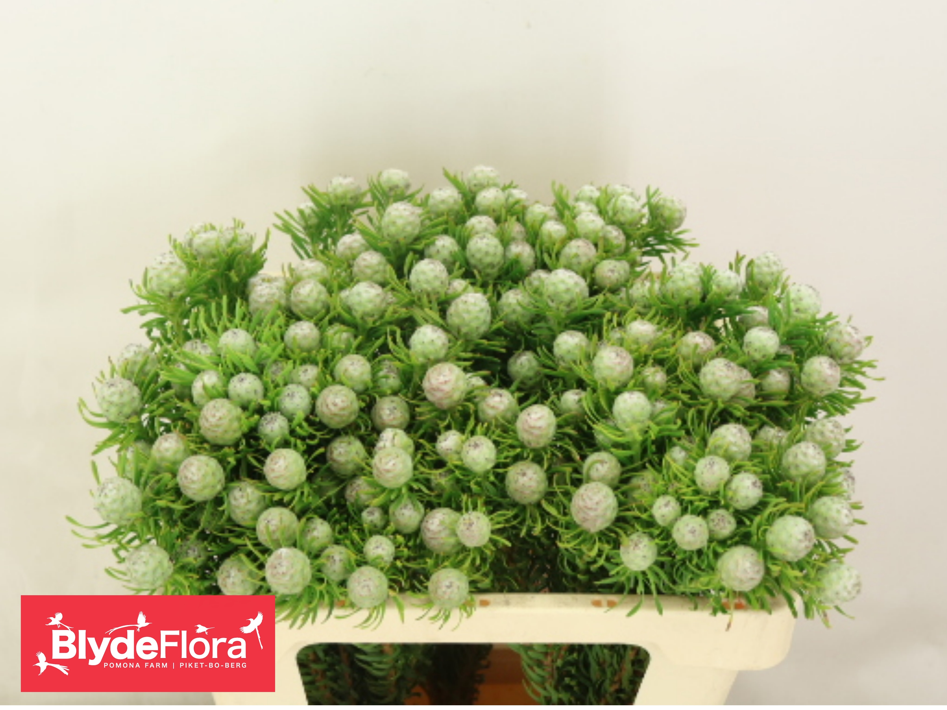 Leucadendron L Jad Pe Vert 50cm