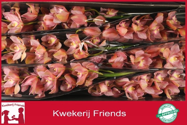 Cymbidium Salmon Delight 12/15bl