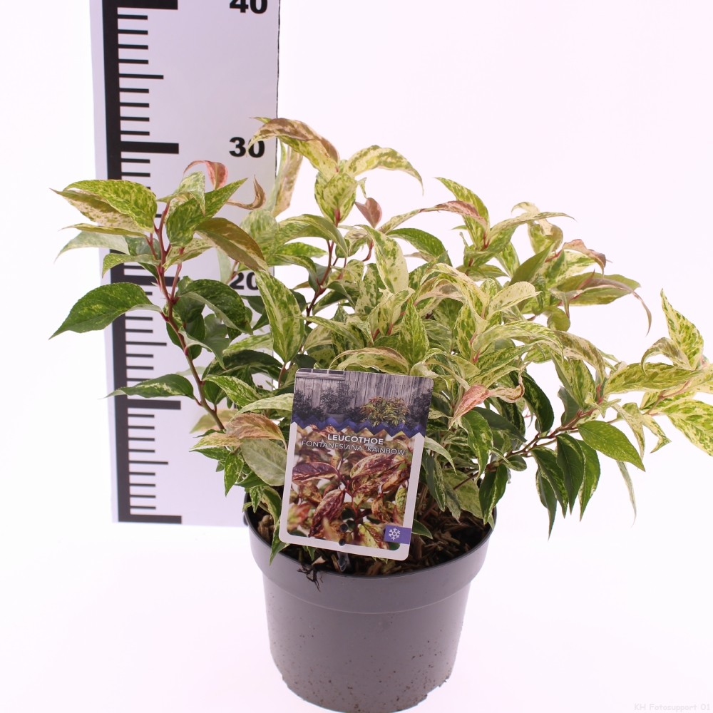 Picture of Leucothoe fontanesiana Rainbow P17 (2 Ltr)