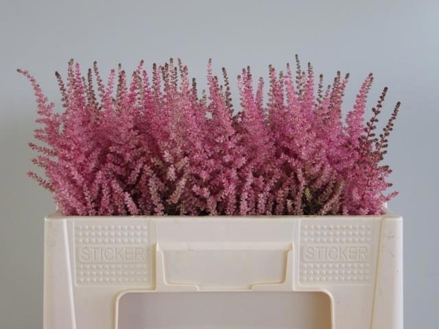 Astilbe Erika 50cm