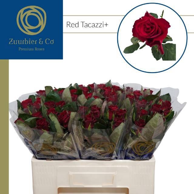 R Gr Red Tacazzi+