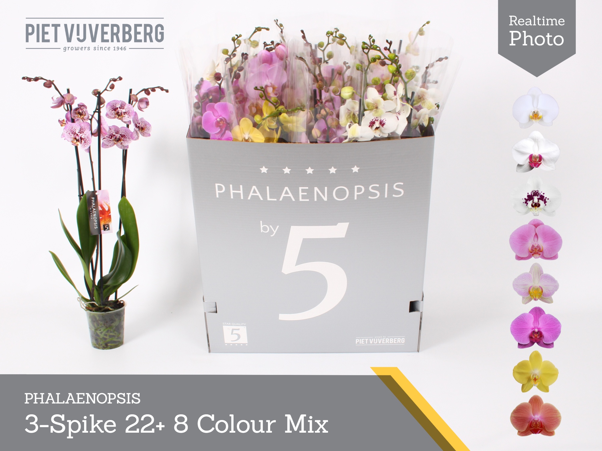 Phal Gem 8 Kl 12P 70H 3TAK 22bloem 23bloei