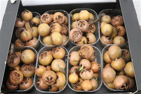 Ornamental Fruits