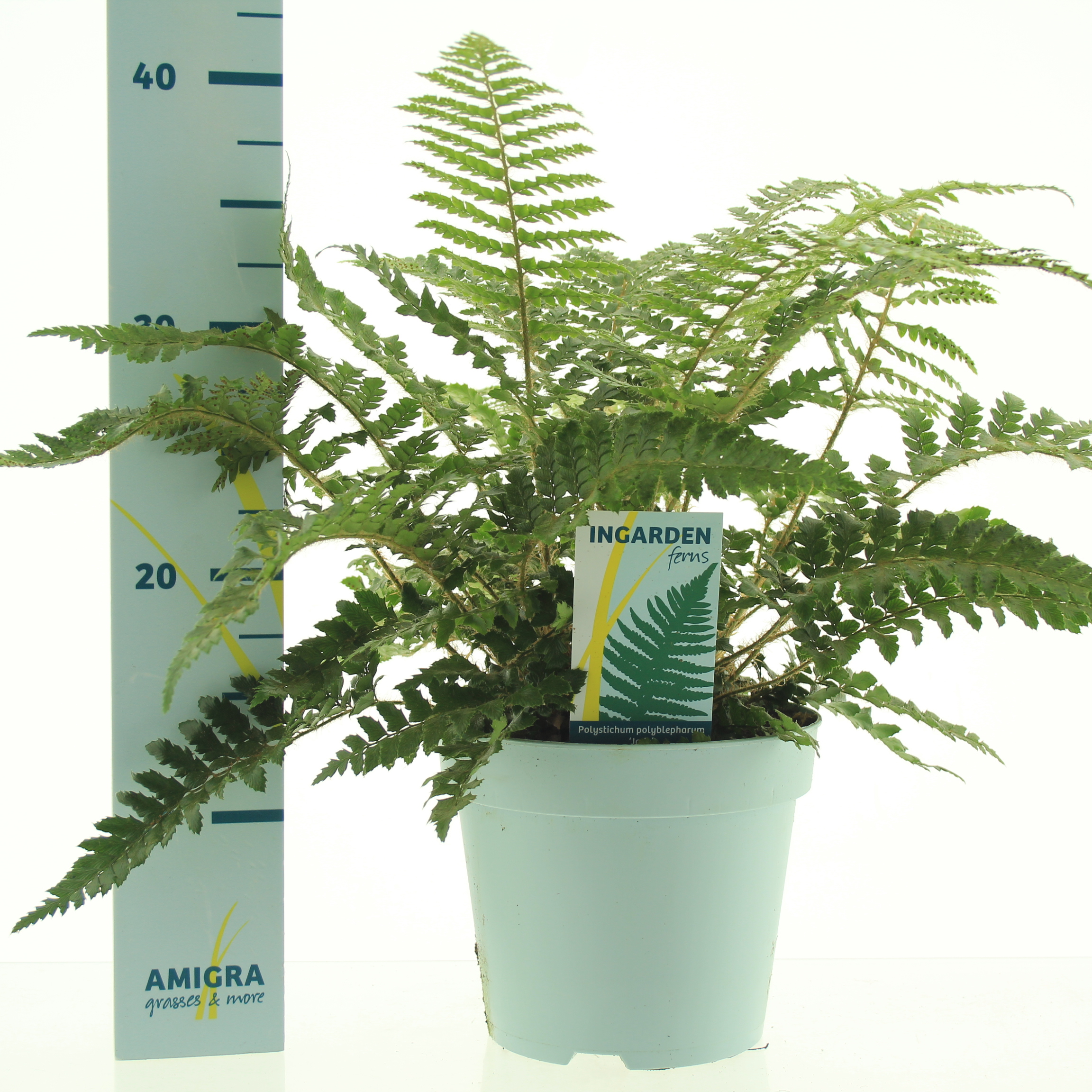 Picture of Polystichum polyblepharum 'Jade'