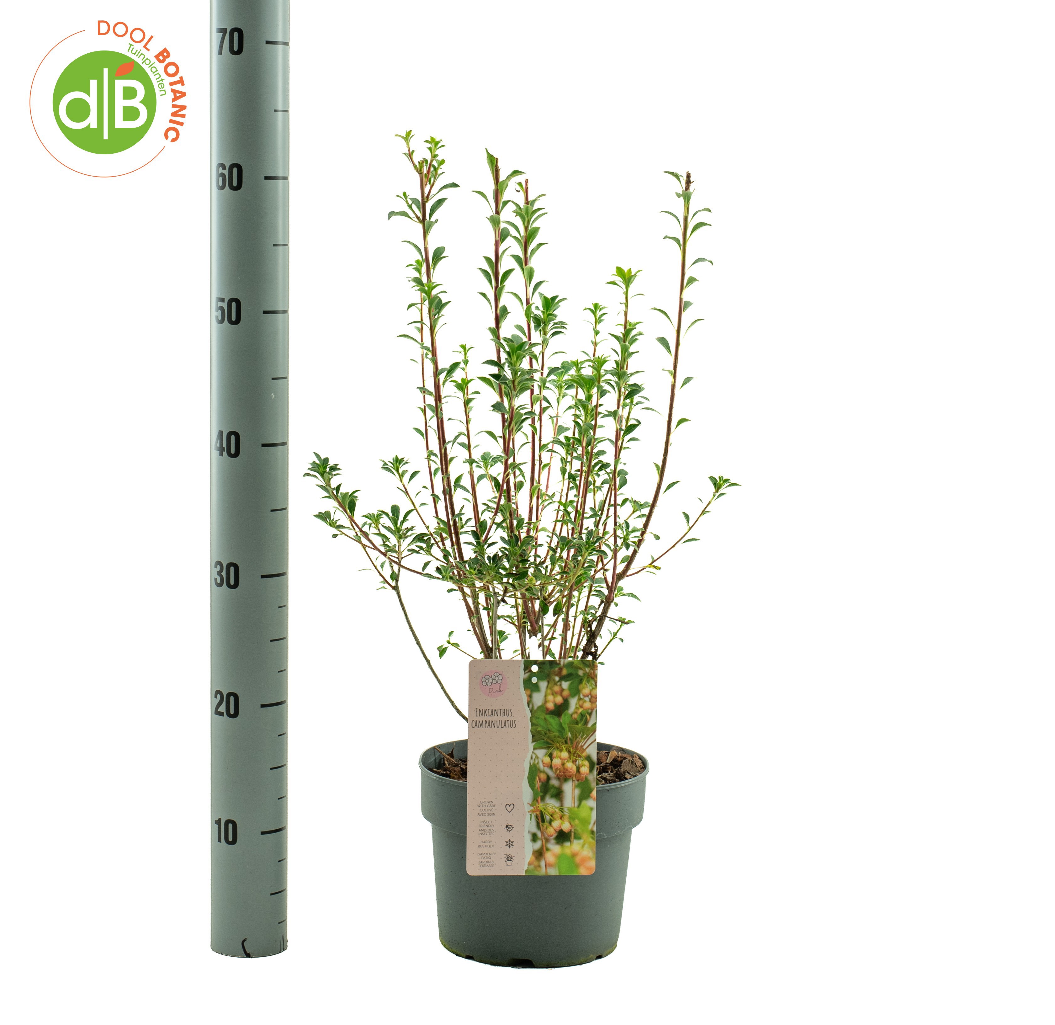 Enkianthus campanulatus