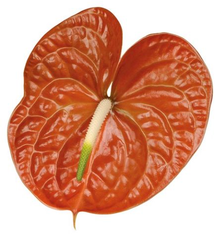 Anthurium Terrasol 8Ø