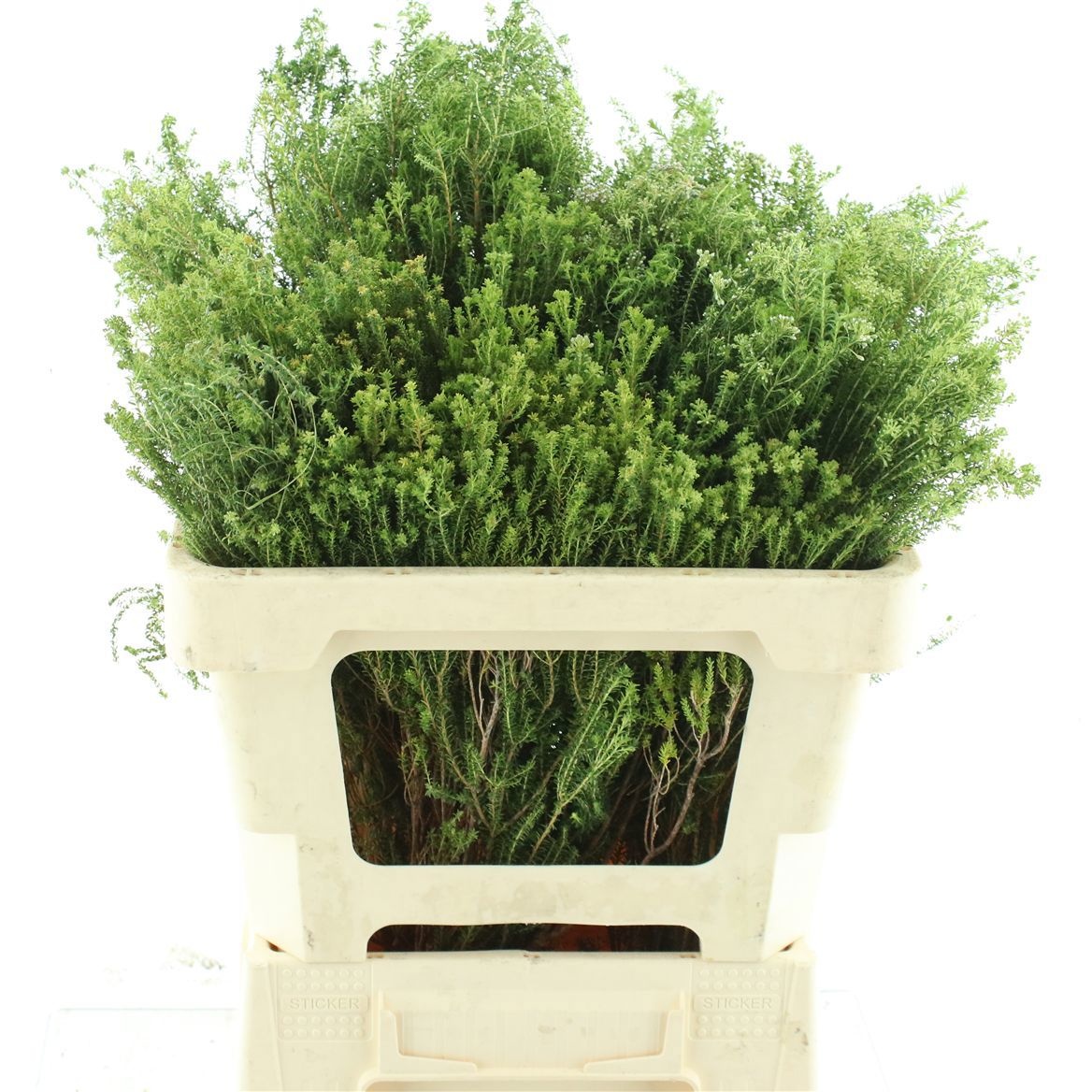Cape Green (BERZELIA) 50cm