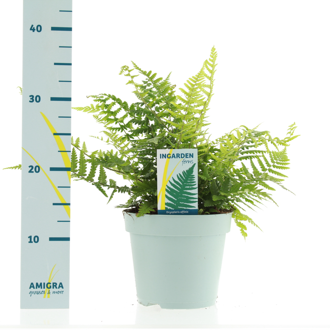 Picture of Dryopteris affinis P17 (2 Ltr)