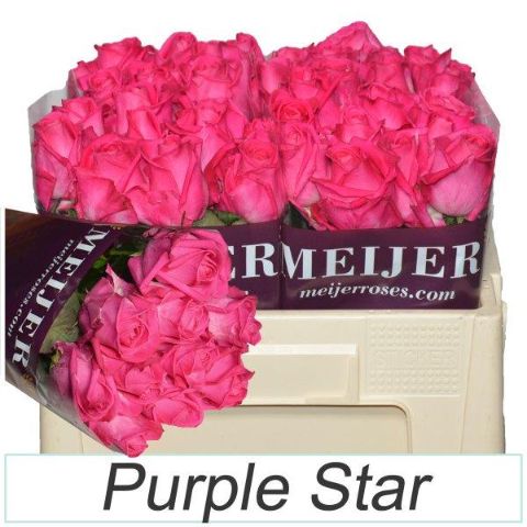 R Gr Purple Star 50cm