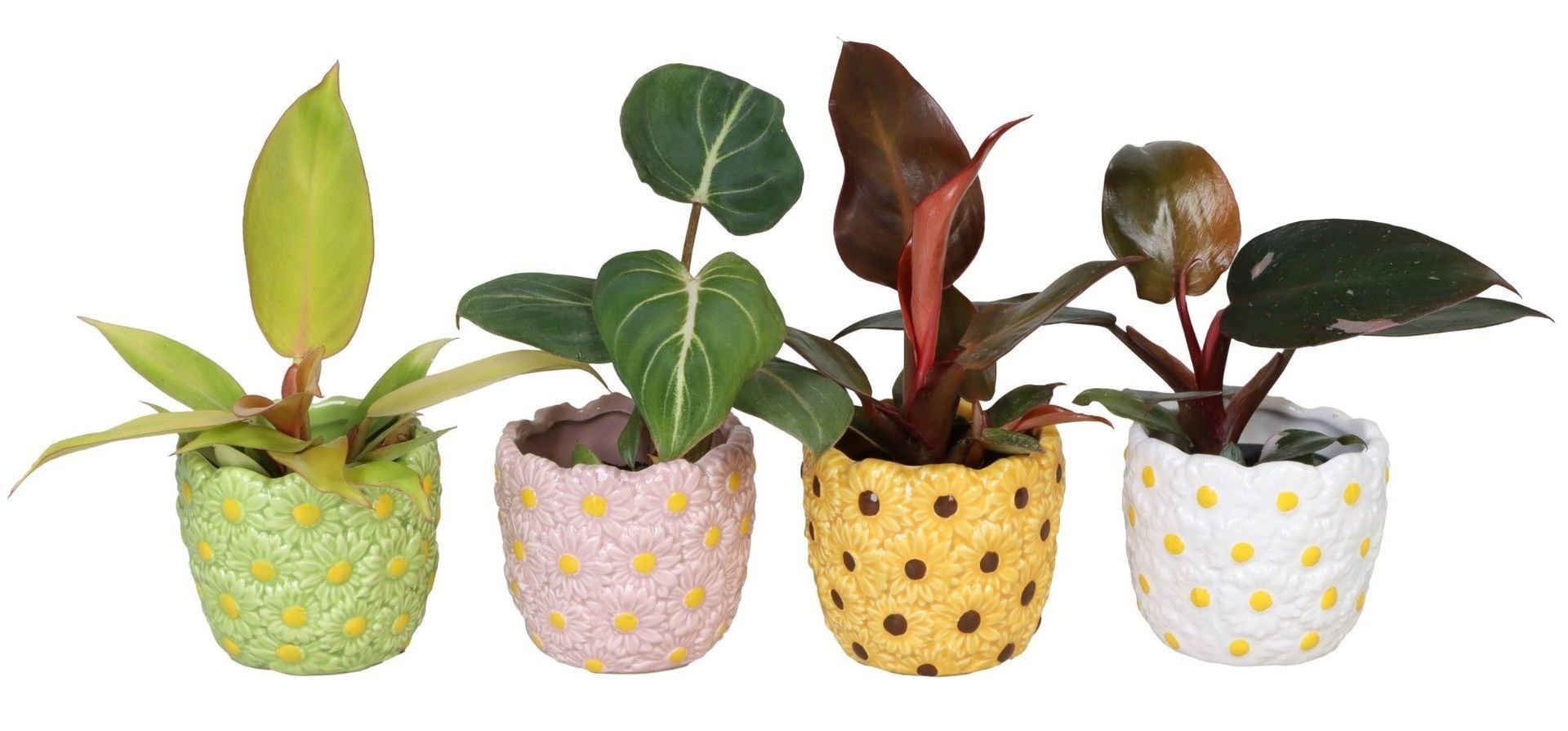 Philodendron L 66568 with Philodendron Mix