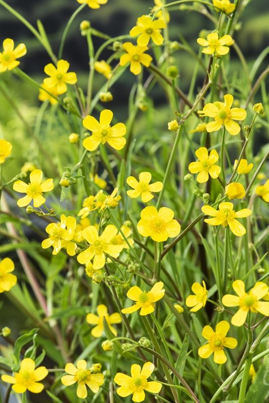 Ranunculus flammula