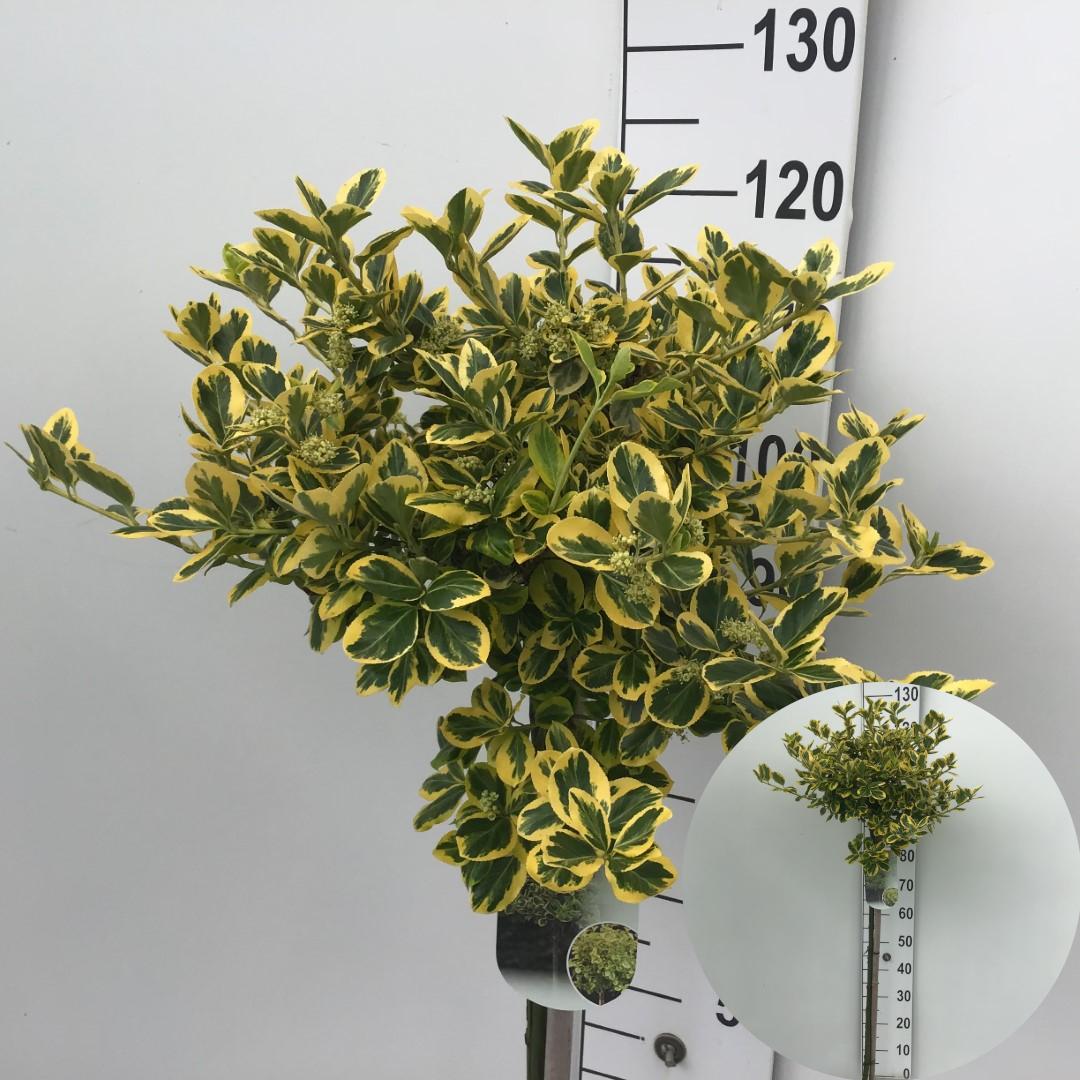 Picture of Euonymus fortunei Canadale Gold P26 (7.5 Ltr) 90/STD (LOOSE)