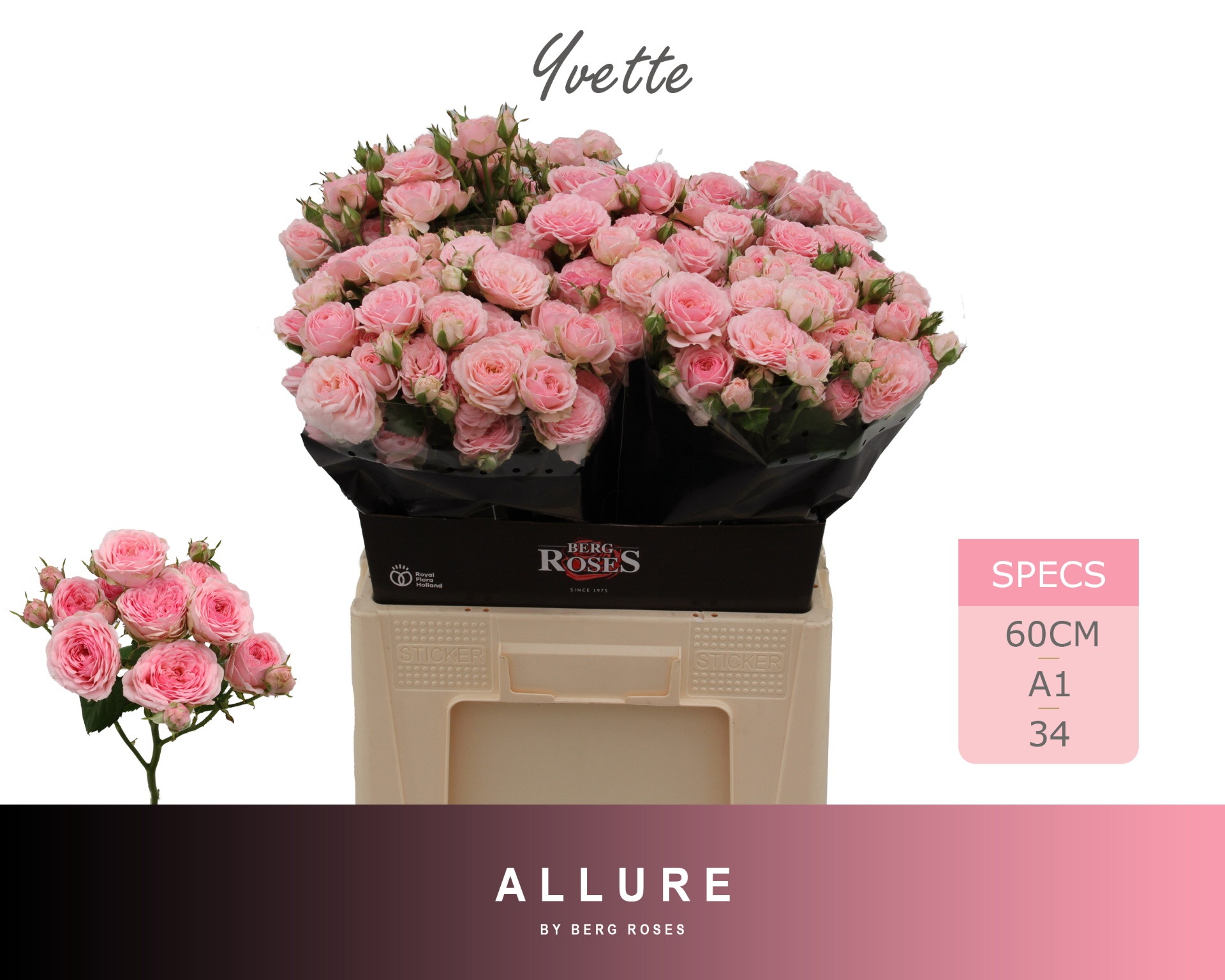 Rosa Spr Yvette 60cm