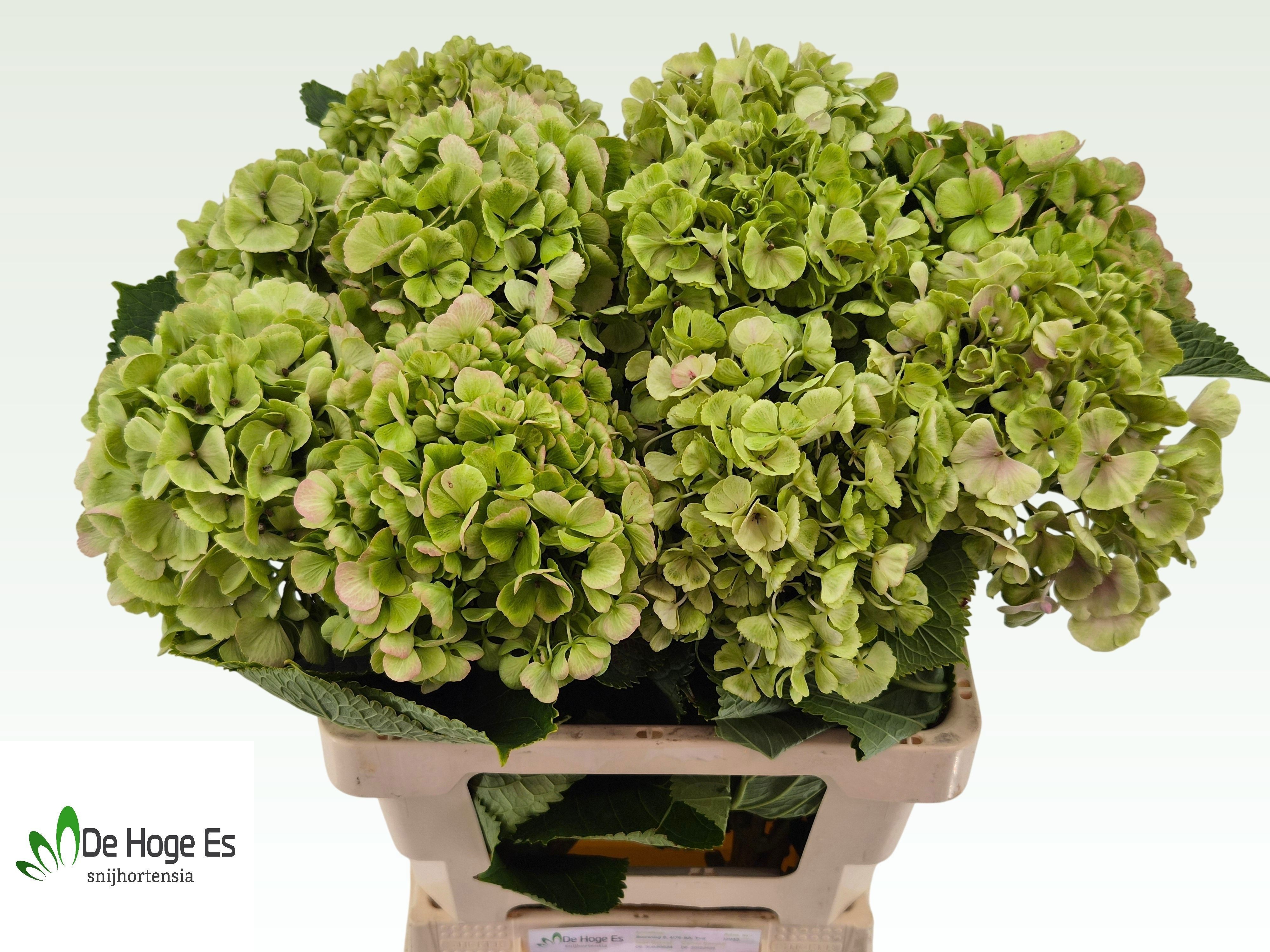 Hydrangea Verena Classic Pink 60cm 19Ø