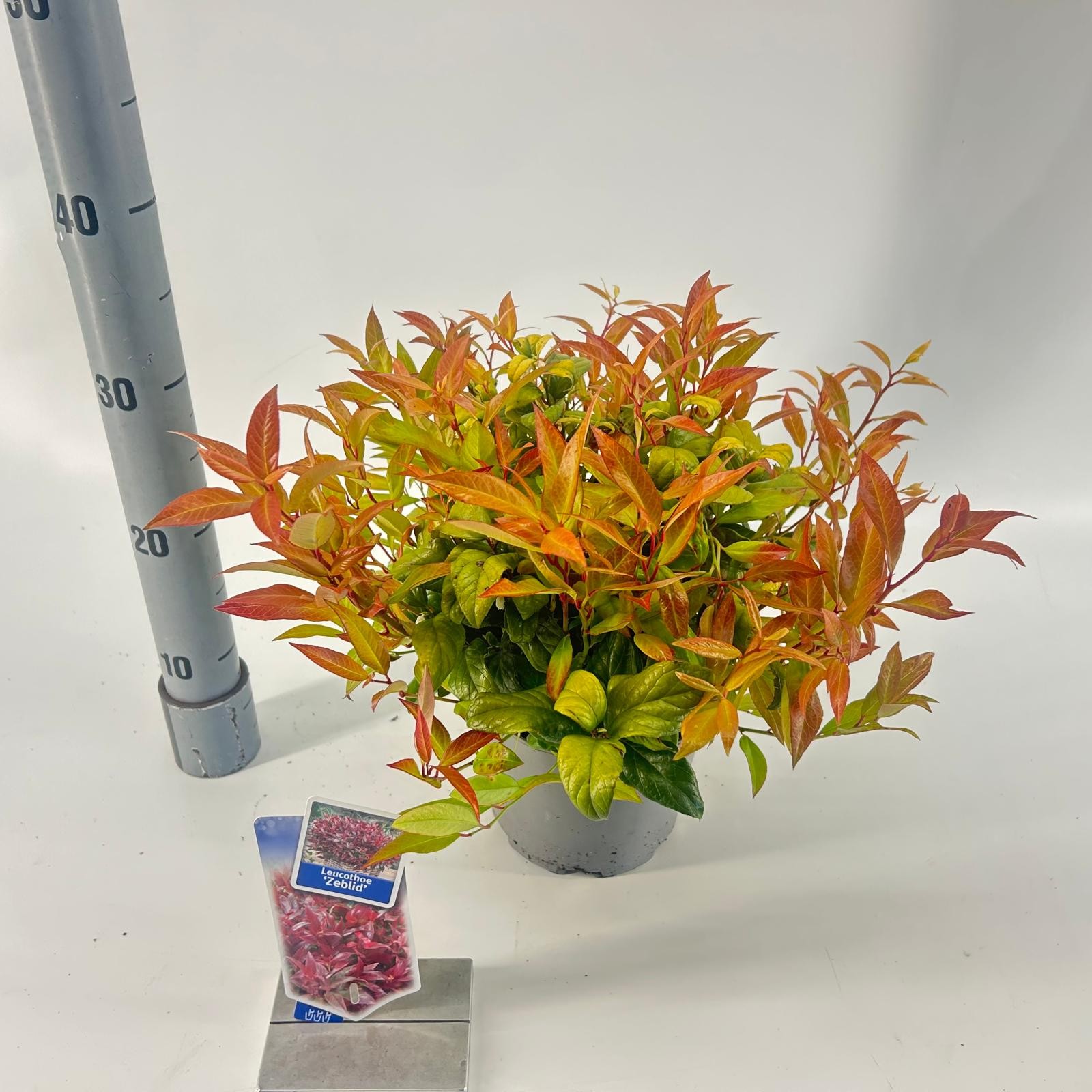 Picture of Leucothoe 'Zeblid'