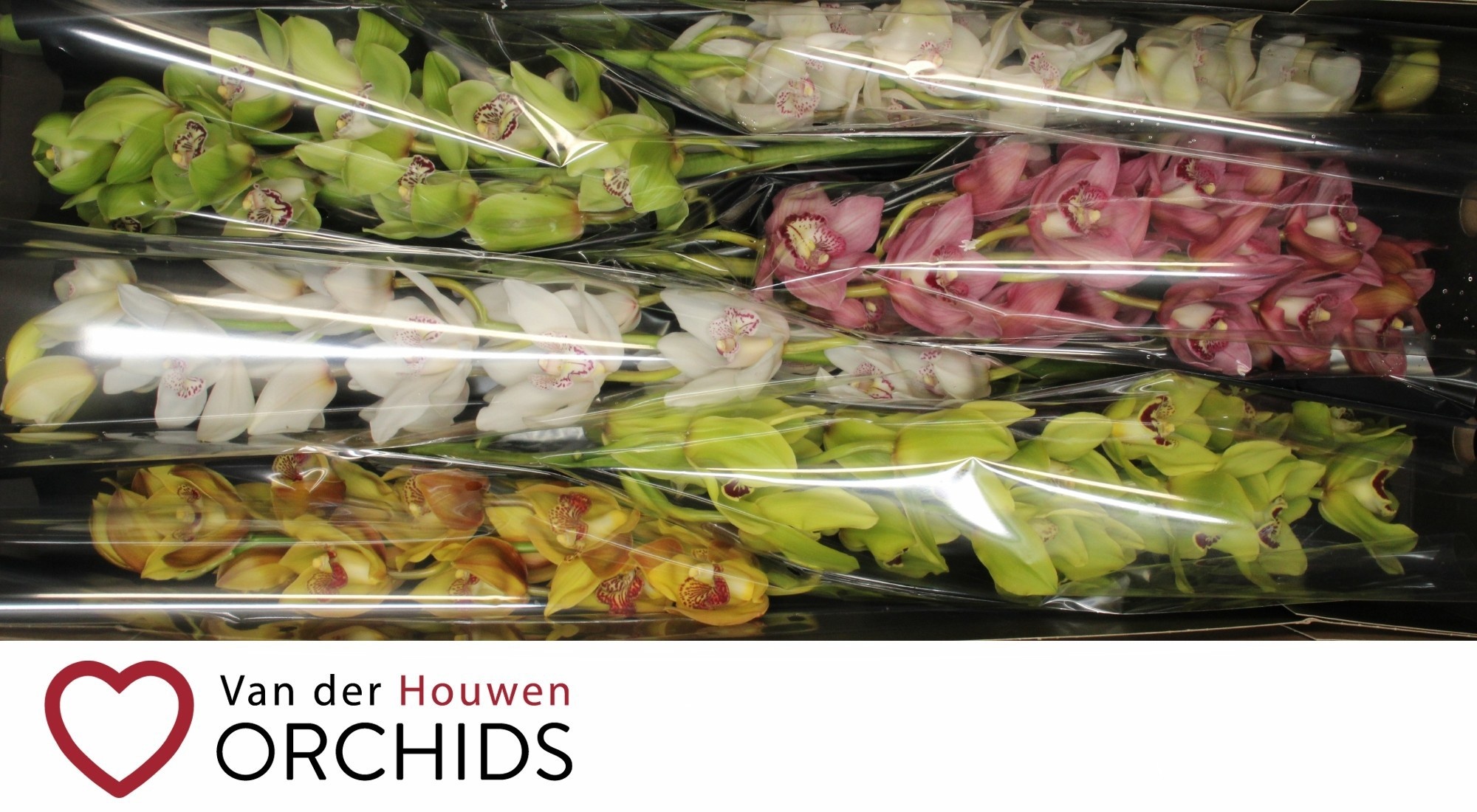 Cymbidium Asst 13bl