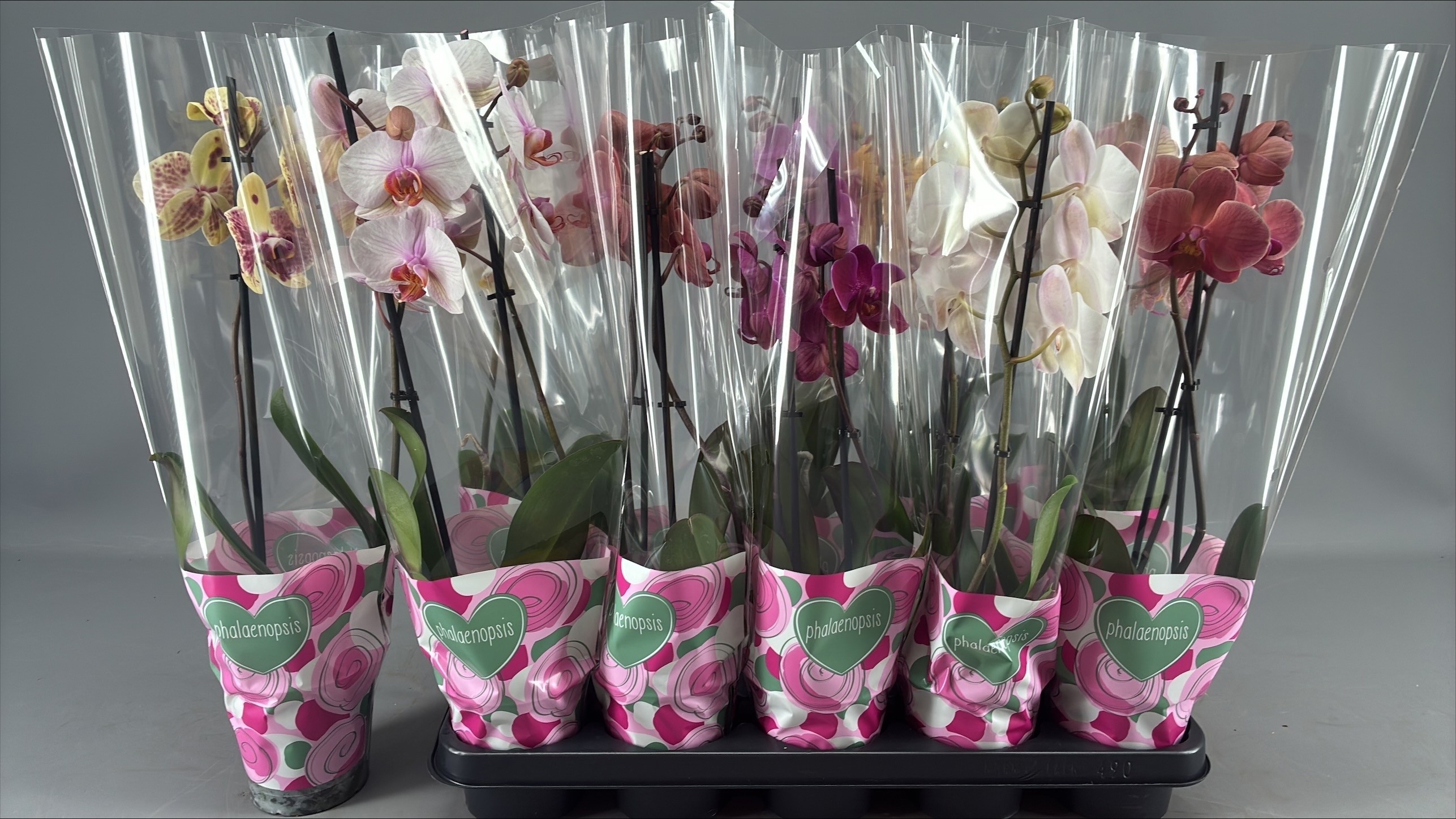 Phalaenopsis gemengd 5 kleuren - Vlinderorchidee