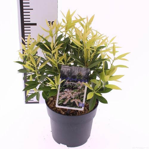 Pieris floribunda 'Brouwer's Beauty'p17 Snepvangers