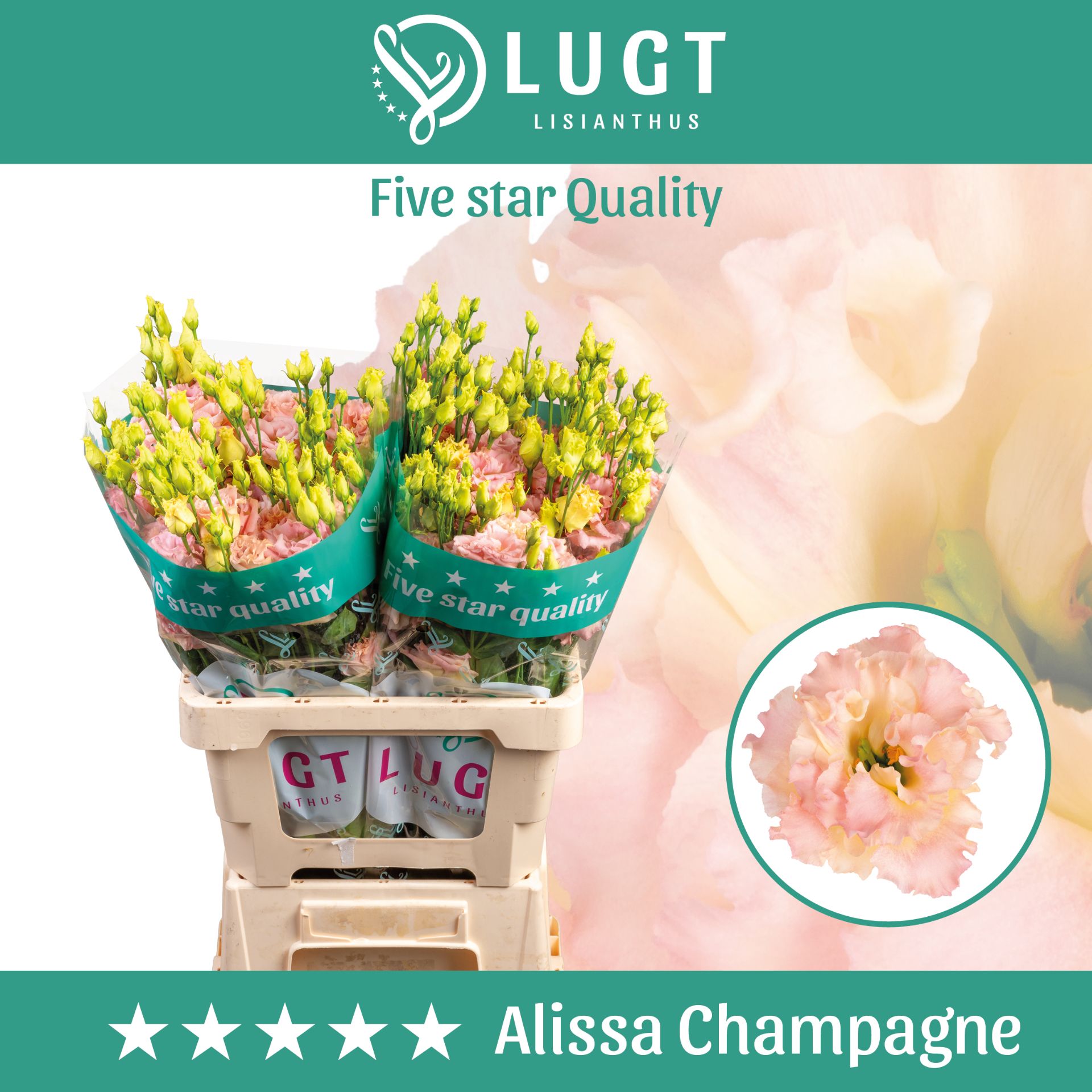Eus G Alissa Champag