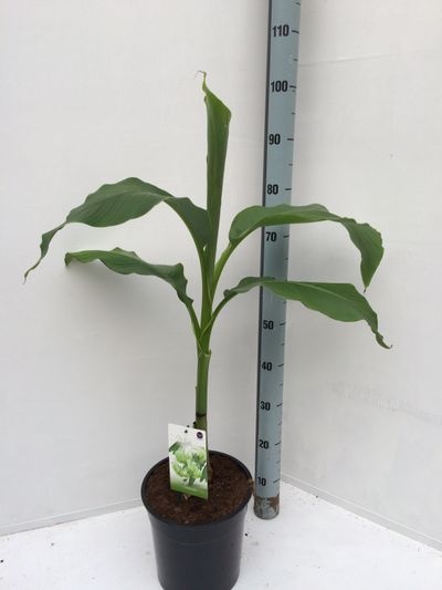 Musa overig