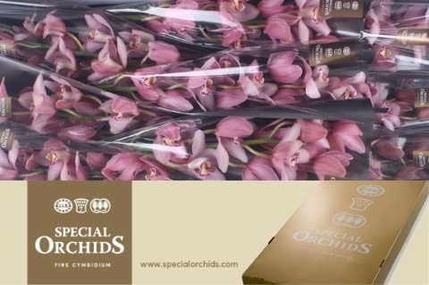 Cymbidium Cocktail 8/11bl