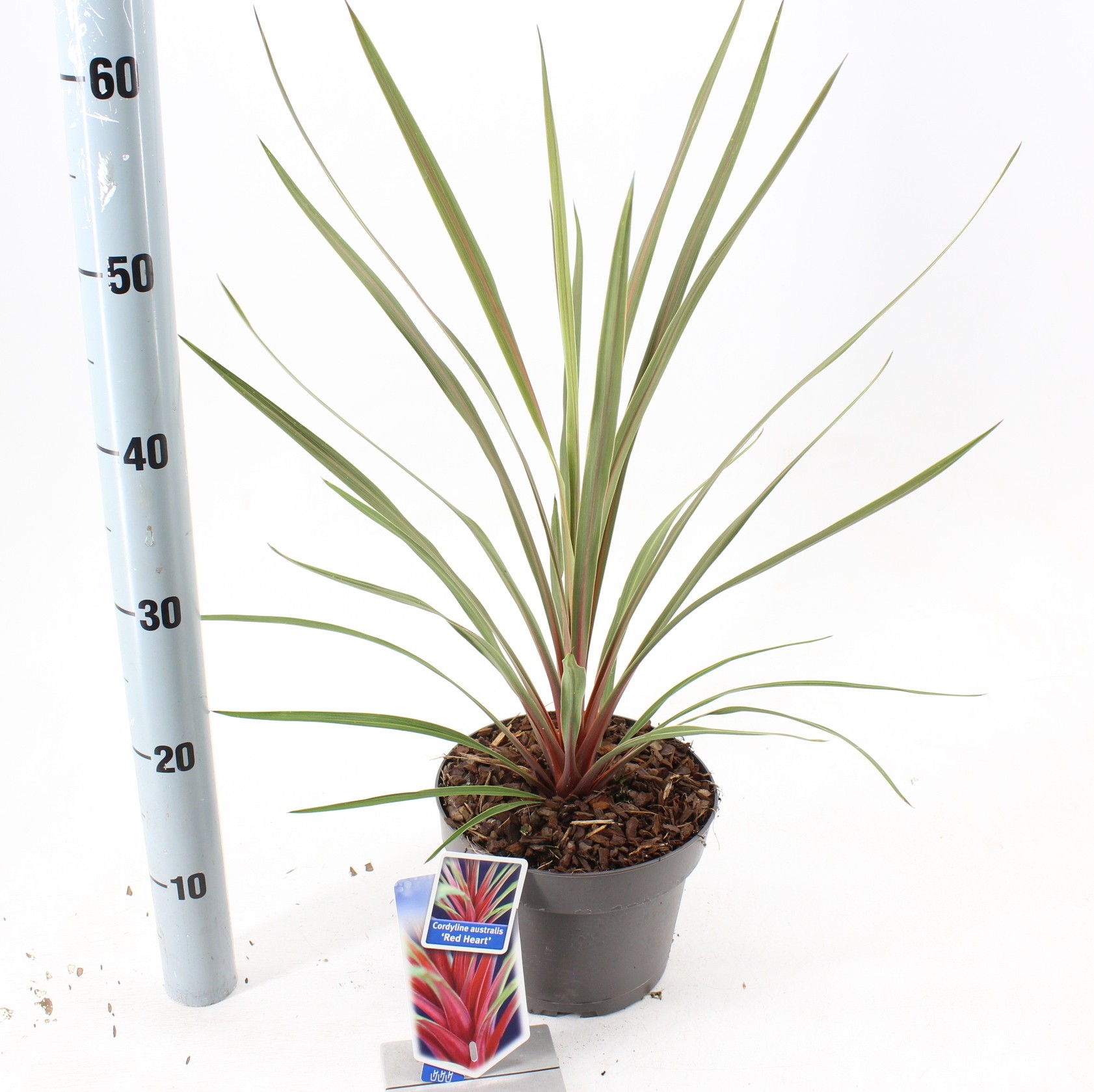 Picture of Cordyline australis Red Heart P19 (3 Ltr) (LOOSE)