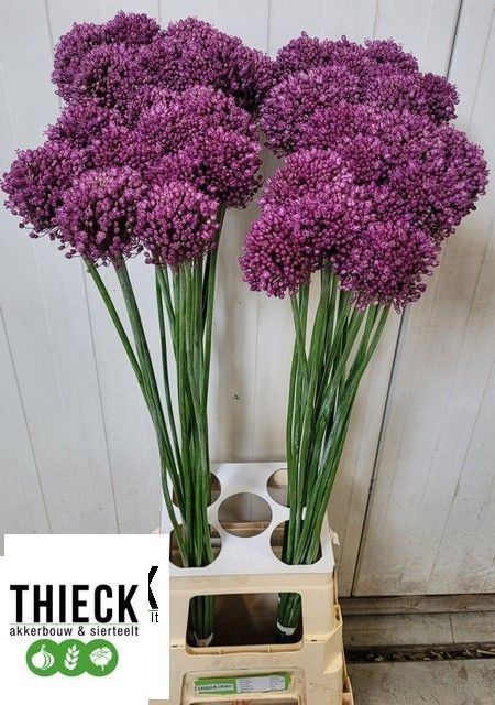 Allium Pink Lady